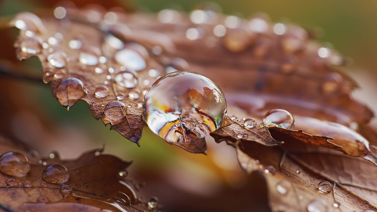 Vista macro di goccioline d'acqua su una foglia autunnale marrone