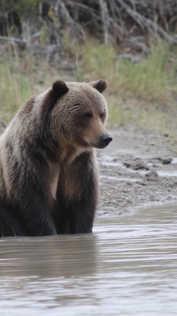 Un orso grizzly che osserva con grazia l'ambiente circostante in riva all'acqua, catturato nel sereno paesaggio naturale con acque tranquille e una vegetazione lussureggiante sullo sfondo.