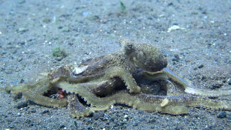 slow motion shot of two octopuses copulating