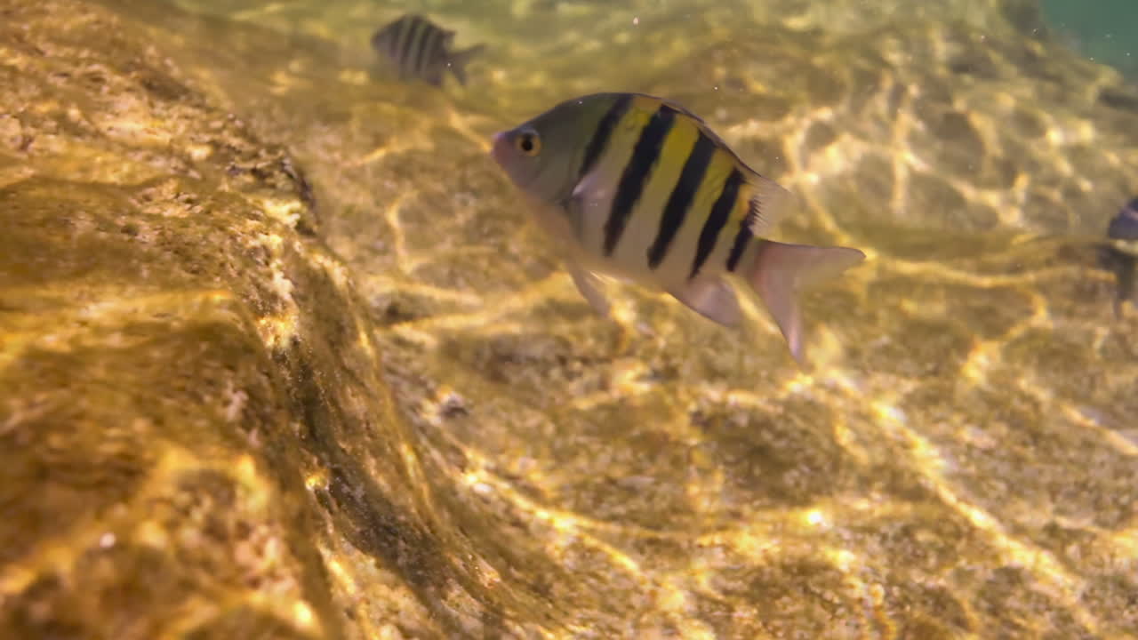 Sergeant Major Fish Underwater