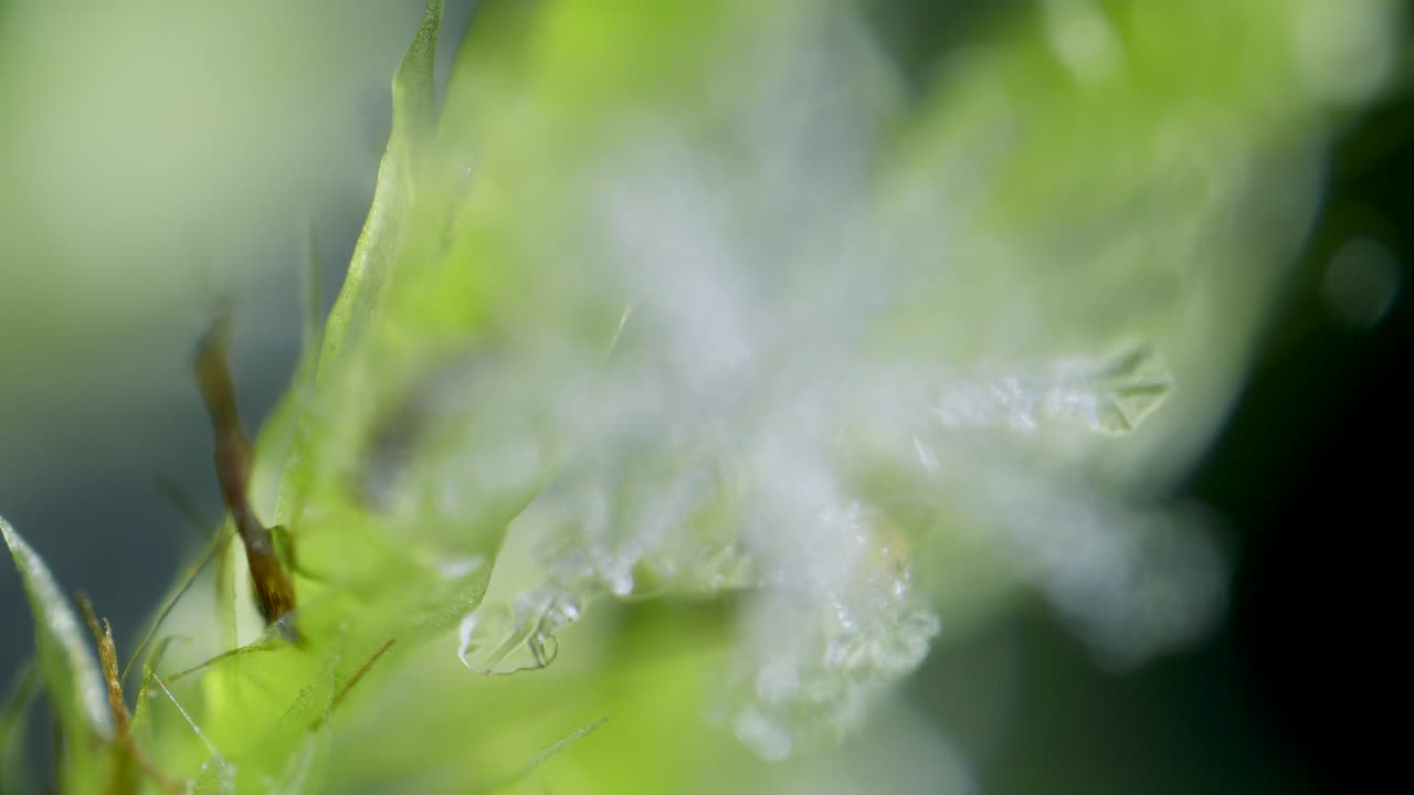 Cristallo di ghiaccio a fiocco di neve su muschio verde, in campo scuro al microscopio.