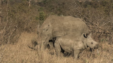 Nashorn-Und-Kalb-Im-Grasland-Der-Afrikanischen-Savanne