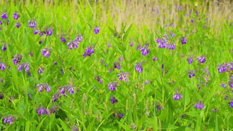 video footage of a field with common comfrey growing wild in the lincolnshire countryside