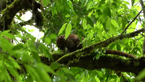 Unique-animal-eating-fruits-standing-on-a-tree-in-Tikal,-Guatemala