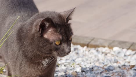 Un-Gato-Negro-Está-Explorando-El-área-En-Un-Paisaje-De-Ciudad