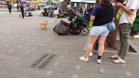 pequeño perro se libera y corre en el espacio público