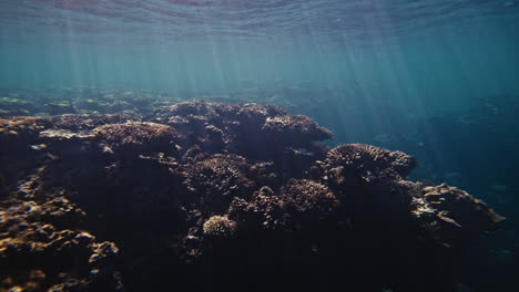 arrecife de coral submarino