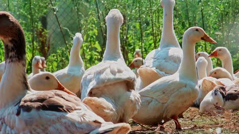 A slow-motion panning shot reveals a large flock of domestic white and grey geese gathered on sunny day at a free-range poultry farm, showcasing rural life and sustainable animal agriculture, Latvia