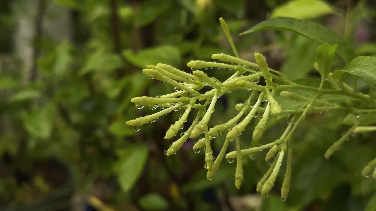 close-up of a night jasmine or night-blooming jasmine plant, adorned with water droplets on its delicate, elongated buds. The soft, pale green hue of the buds is accentuated by the gentle droplets