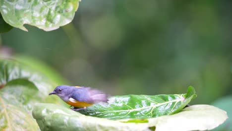 Comportamiento-De-Los-Animales-Salvajes-En-El-Bosque,-Pájaro-Carpintero-De-Vientre-Naranja-Bañándose-En-La-Hoja