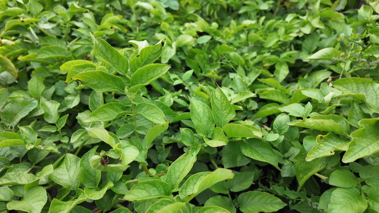 una visión vívida de la vibrante vida vegetal que prospera en yakutia, mostrando los ricos y verdes paisajes de la zona durante la temporada cálida