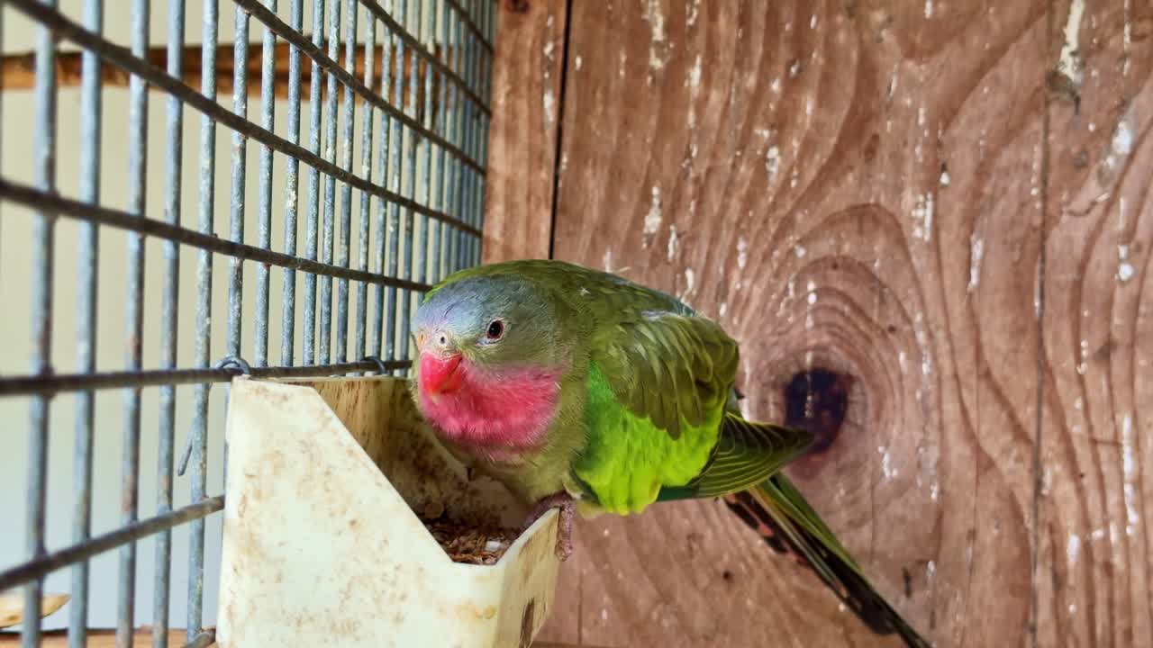 Close-up static shot of an Alexandrine parakeet pecking food from a feeder inside an aviary and briefly lifting its head