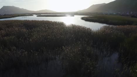 Aerial-shot-of-a-calm-lake-and-reeds-gently-swaying-in-the-breeze-at-sunset,-slow-tracking-movement-to-the-right