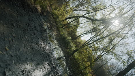 wide barrel roll shot of autumn forest with sun reflection in puddle