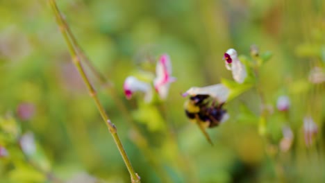 biene bestäubt blumen aus nächster nähe