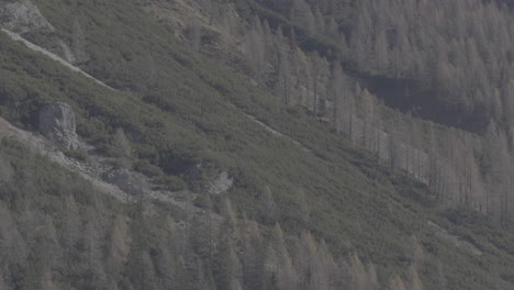 산림 풍경