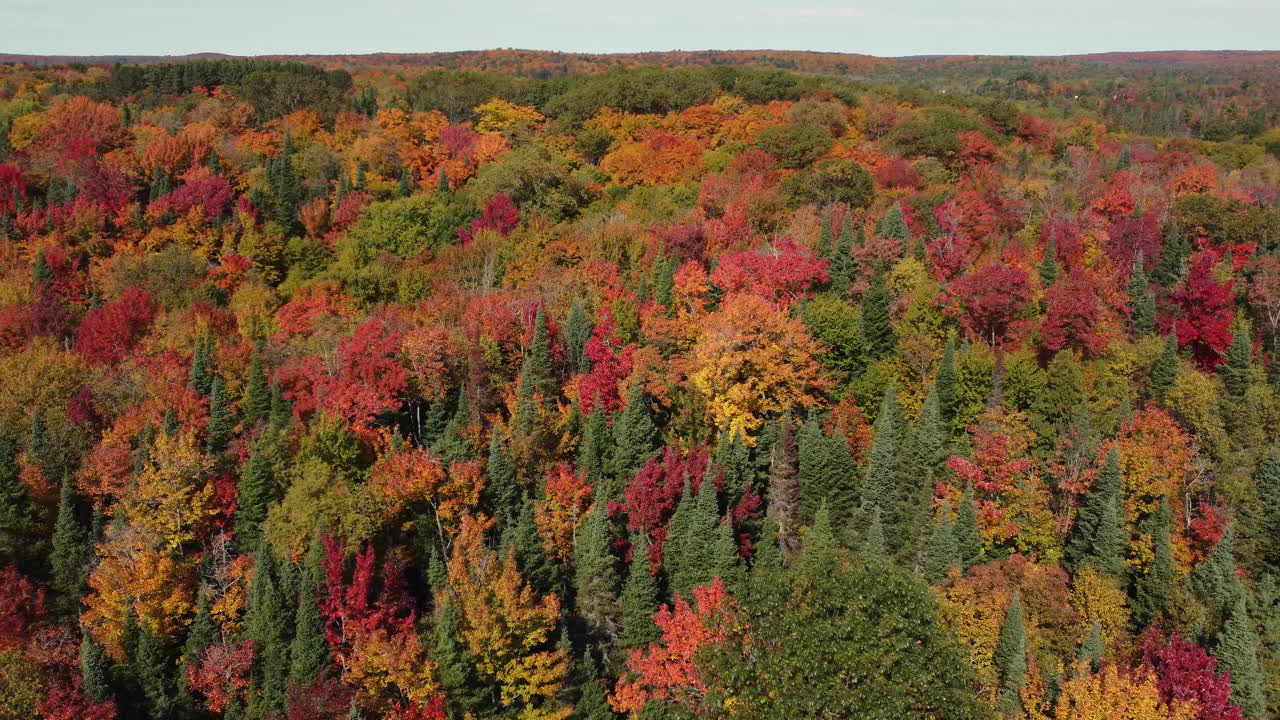 Aerial footage, Canadian foliage, forest autumn foliage seasonal beauty