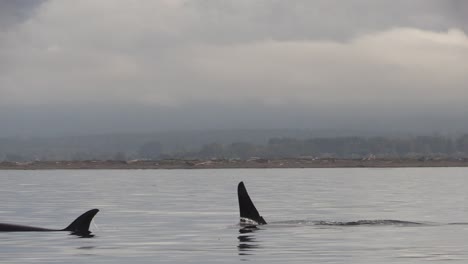 dos orcas transitorias cercanas nadando a lo largo de la costa en la isla de vancouver