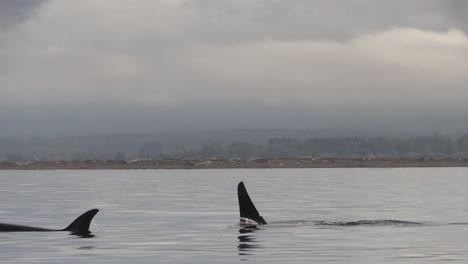 dos orcas transitorias cercanas nadando a lo largo de la costa en la isla de vancouver