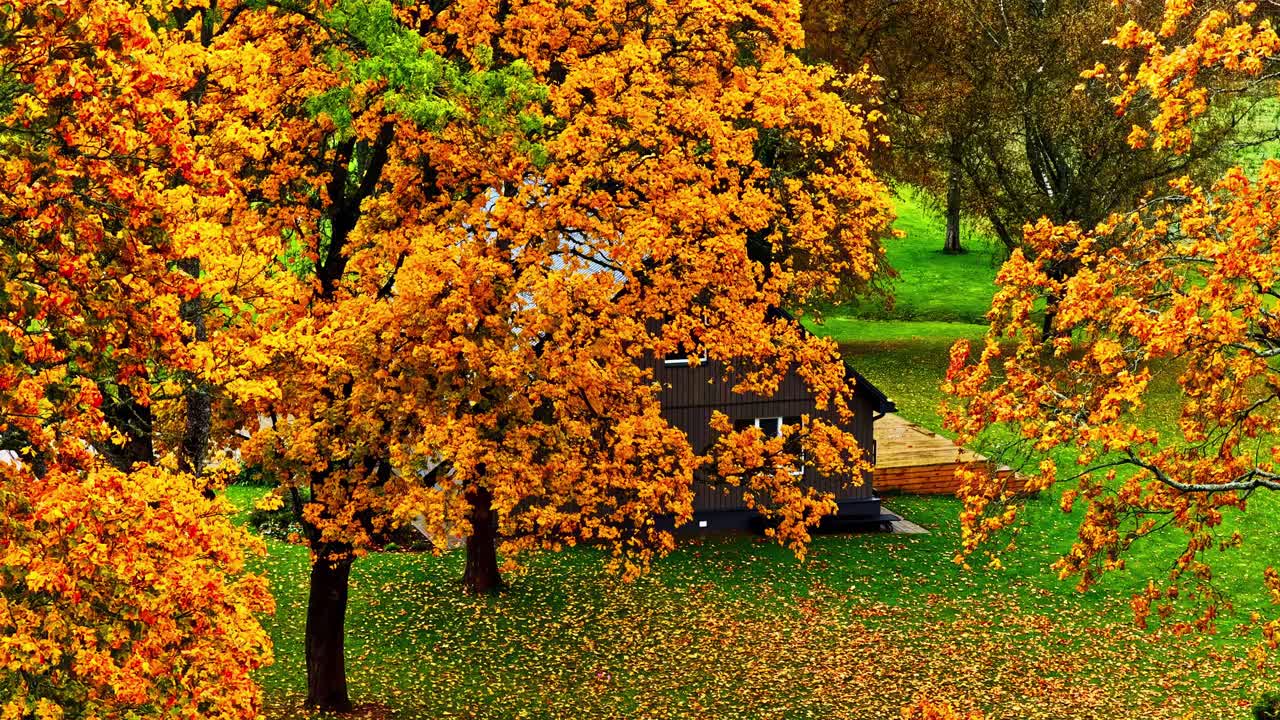 Autumn park landscape with orange trees and green grass illuminated by soft sunlight, aerial ascend reveals cabin