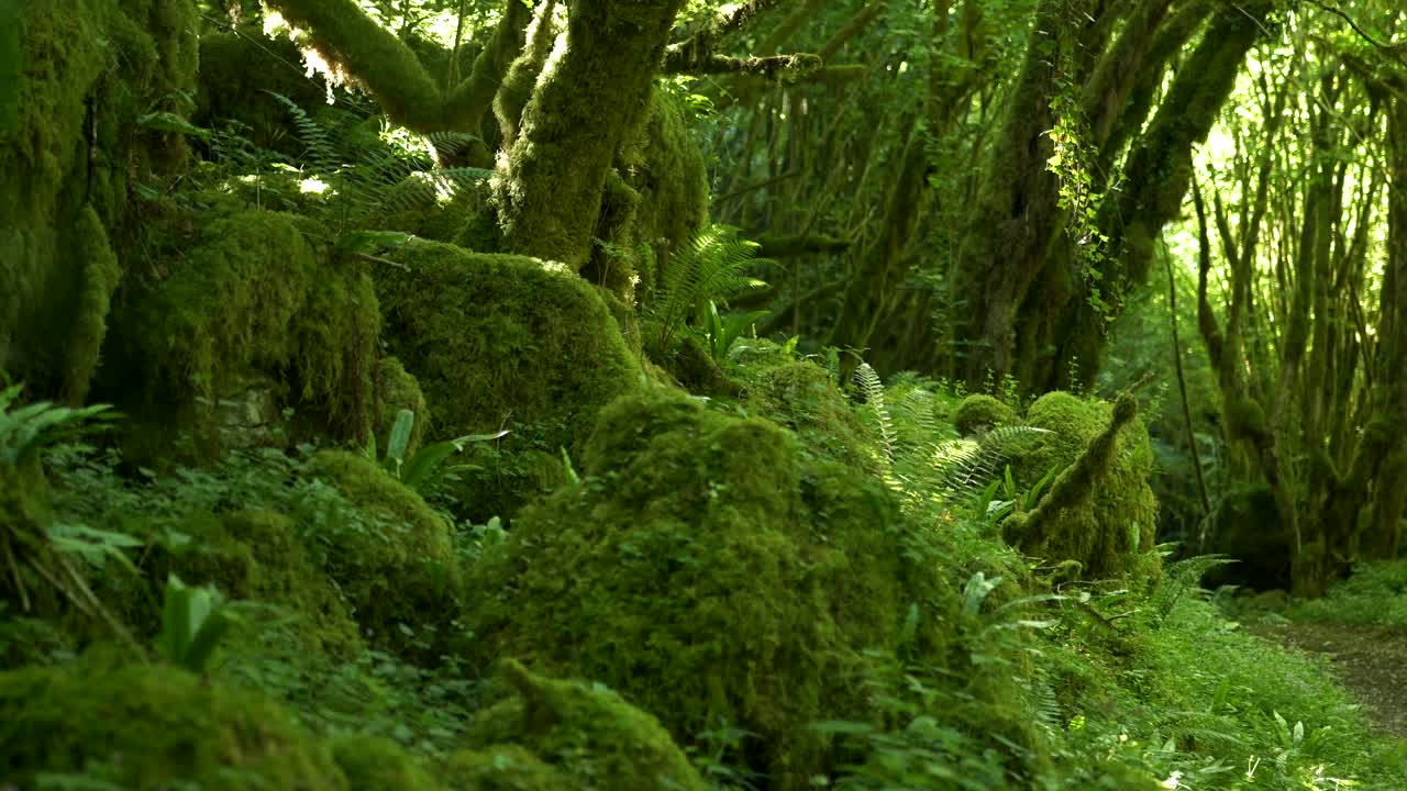 Moss-Covered Boulders, Trees, and Branches in Lush Forest – Gourgue d’Asque, Pyrenees, France