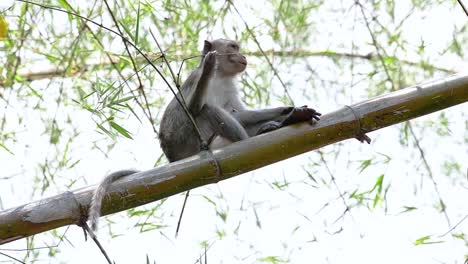 the long-tailed macaques are the easiest monkeys to find in thailand as they are present at temple complexes, national parks, and even villages and cities