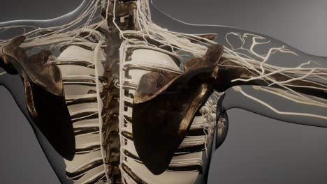 transparent human body with visible bones