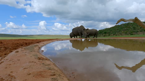 three endangered white rhinos walk up to waterhole, low angle with reflection
