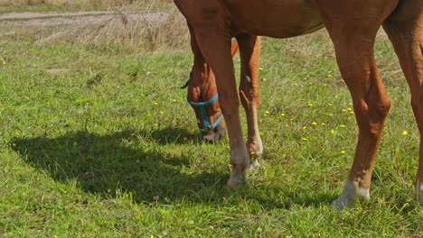 caballo marrón pastando hierba fresca