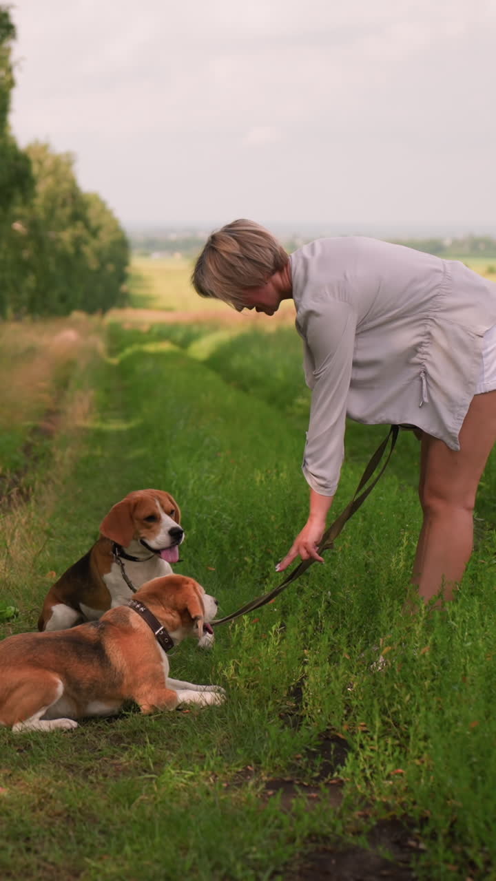 Dog owner instructing two beagles on grassy path, one dog licking her hand, both dogs obediently seated, peaceful summer day, surrounded by lush green fields and trees