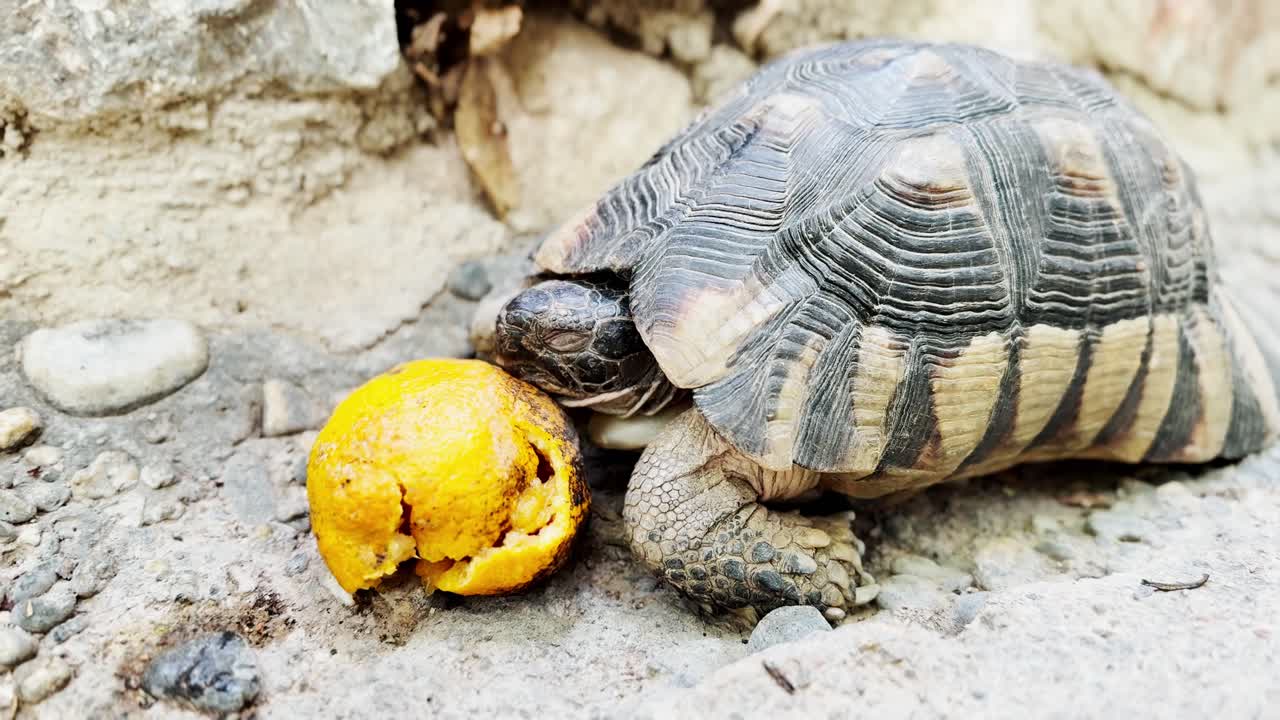 Land Tortoise Eating Orange Peel on Ground in Garden