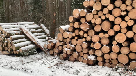 pila de troncos acobardados con nieve en el bosque