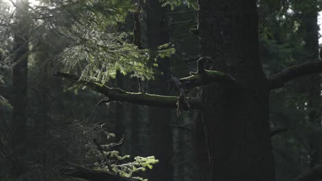 el sol se derrama sobre el viejo pino en el bosque 4k