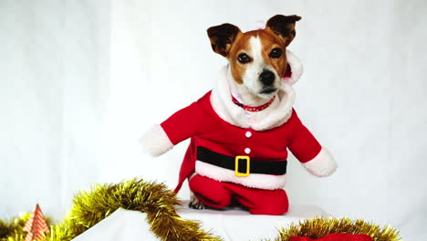 cute perky puppy dressed up in santa costume for christmas festivities