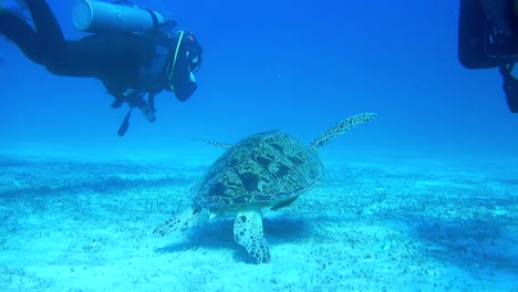 dos buzos nadan detrás de una tortuga, una escena submarina durante el buceo en un arrecife de coral