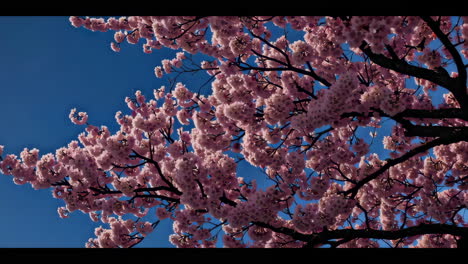 mount fuji sunrise with cherry blossoms