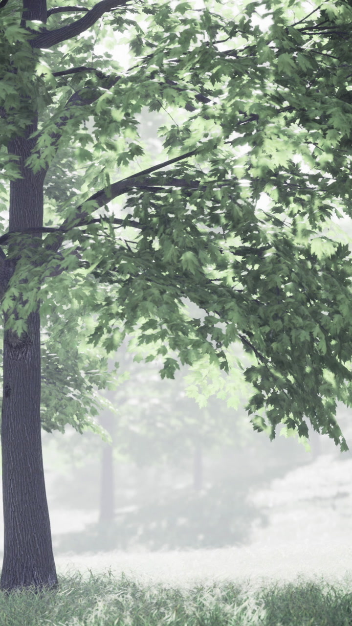 Lush green tree standing tall in a foggy landscape during early morning
