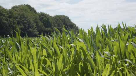 static view of corn crop tops moving in the wind in slow motion