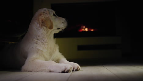 un cachorro de golden retriever recibiendo un regalo de navidad