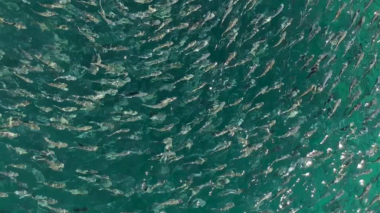 원형 패턴을 만드는 같은 방향으로 헤엄치는 큰 무리의 물고기 떼의 높고 낮은 전망