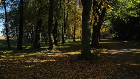 Autumn-forest-road-leaves-fall-on-the-ground