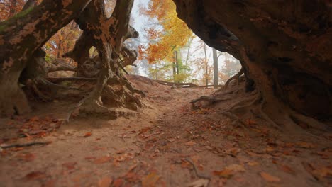 flying under the exposed roots of an old dead tree