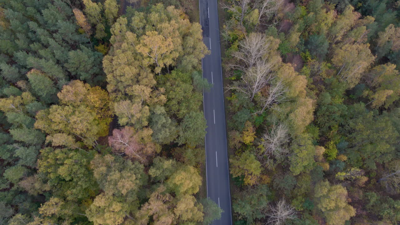 vista aérea de un camino sinuoso a través del bosque de otoño