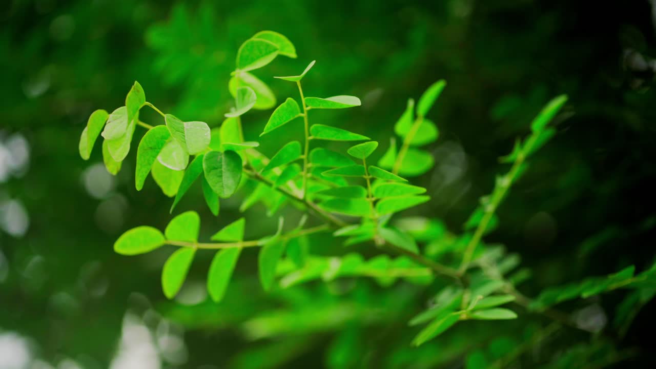ángulo frontal de la rama con hojas verdes que se mueven en el viento