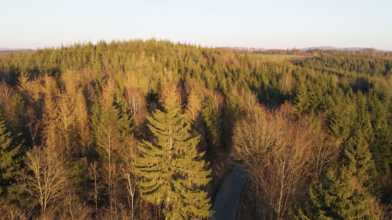 Numerous pine, larch and fir trees in Germany during a colourful sunset