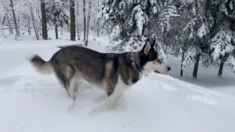 cute husky puppy standing in deep snow waits for command before racing off