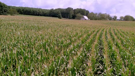 Cornfield-aerial,-corn-in-southern-virginia-near-harvest-time-outside-of-galax-virginia