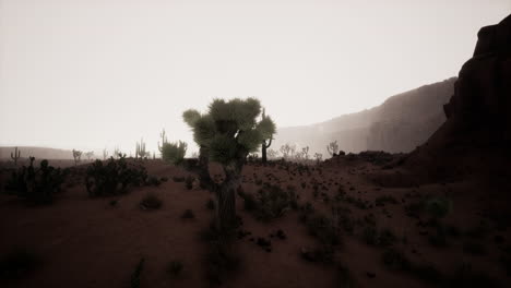 Vista-Del-Atardecer-Del-Desierto-De-Arizona-Con-Cactus-Saguaro-Y-Montañas