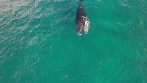 aerial view of mother humpback whale swimming with its calf