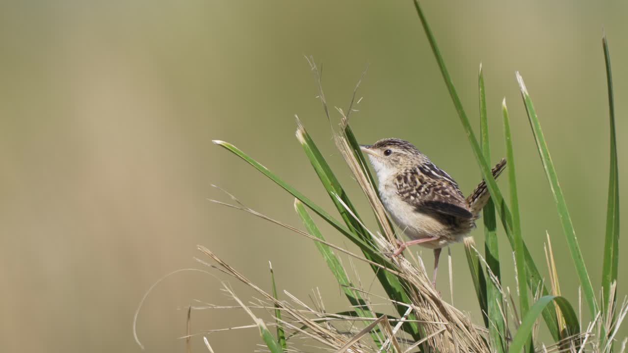pequeño pájaro de hierba marrón abre el pico corto gritando llamada de pájaro, se para en la hierba